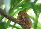 Tarsier Sanctuary